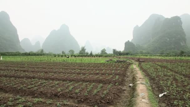Kina Guangxi Provinsen Fältet Yangshuo — Stockvideo