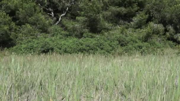 Mujer Joven Caminando Campo — Vídeo de stock