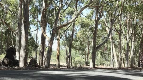 Vista Lateral Jovem Ciclismo Longo Estrada — Vídeo de Stock