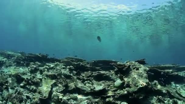 马尔代夫印度洋的水下景观 — 图库视频影像