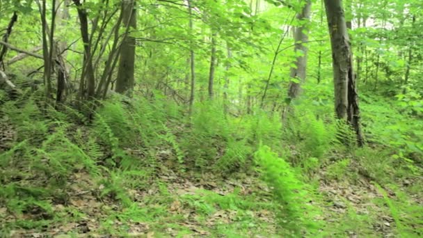 森の中を乗馬する女性サイクリスト — ストック動画