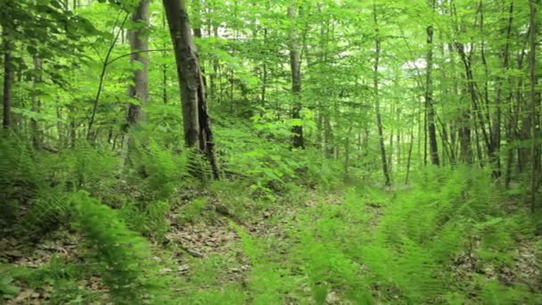 Kvinnliga Cyklister Driver Cyklar Genom Skogen — Stockvideo