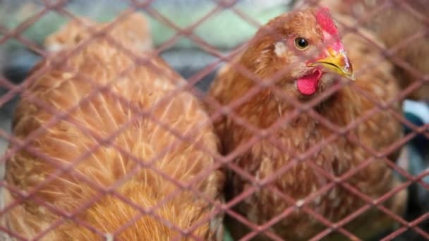 Primer Plano Gallinas Sentadas Gallinero — Vídeos de Stock