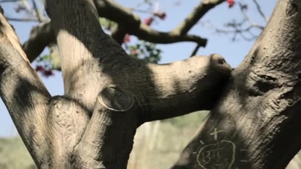 Молодая Пара Целуется Деревом Вырезанными Нем Именами — стоковое видео