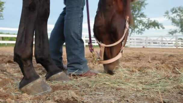 Cavallo Pascolo Sul Fieno Nel Paddock — Video Stock