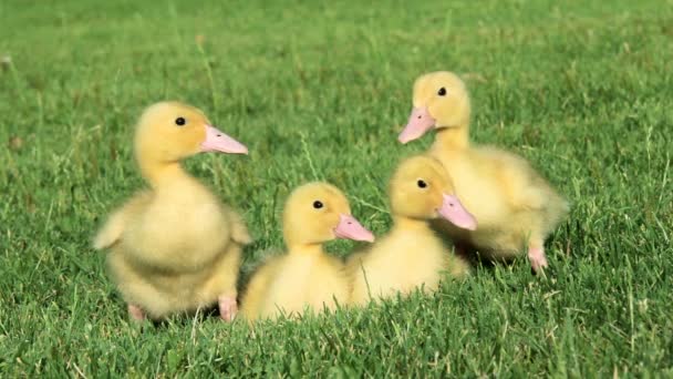 Close Four Ducklings Grass — Stock Video