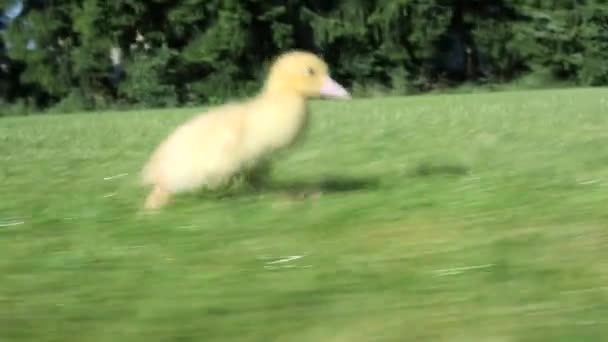 One Duckling Running Green Grass — Stock Video