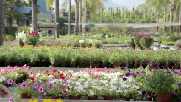 Mature Woman Smelling Flowers Garden Center — Stock Video