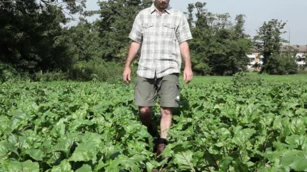 Agricultor Recogiendo Remolacha Fresca Campo — Vídeos de Stock