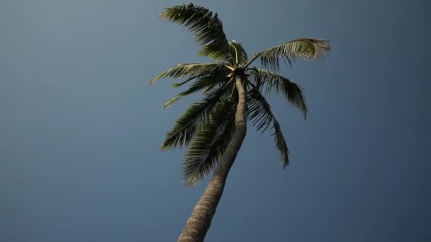 Vista Ángulo Bajo Palmera Brisa — Vídeos de Stock