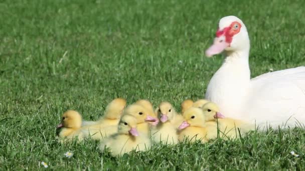 Familie Van Eendjes Zittend Het Gras Met Moeder Eend — Stockvideo