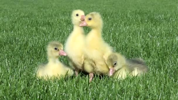 Cuatro Goslings Sentados Hierba — Vídeo de stock