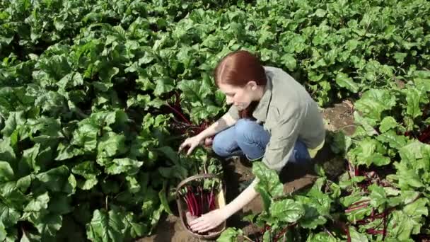 Giovane Donna Raccogliendo Barbabietole Fresche Nel Campo — Video Stock
