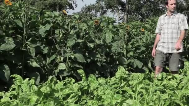 Agricultor Inspecionando Plantas Crescimento Campo — Vídeo de Stock