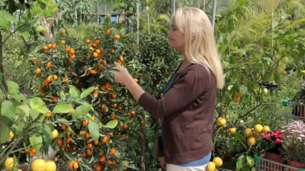 Mature Woman Smelling Fruit Kumquat Tree — Stock Video