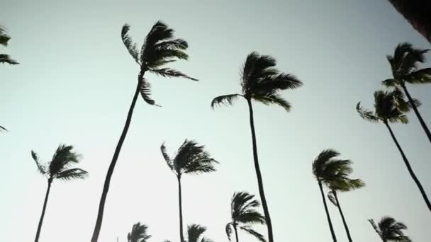 Низький Кут Огляду Пальмових Дерев Вітрі — стокове відео