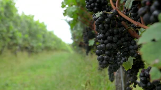 Hombre Inspeccionando Uvas Negras Vid Viñedo — Vídeos de Stock