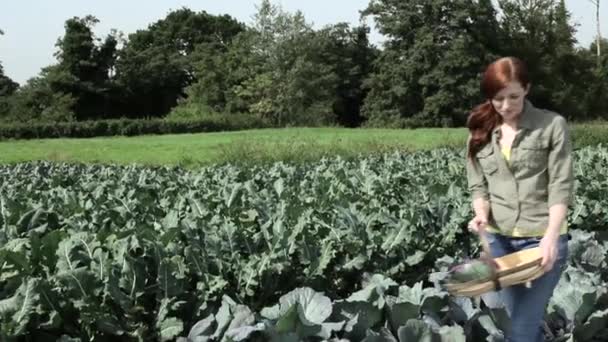 Young Woman Picking Fresh Cabbages Field — Stock Video