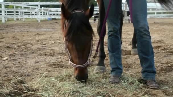 Horse Grazing Hay Paddock — Stock Video
