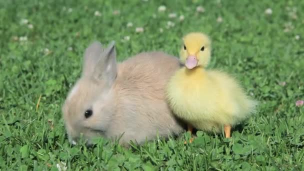 兔子和小鸭坐在草地上 兔子吃草 — 图库视频影像