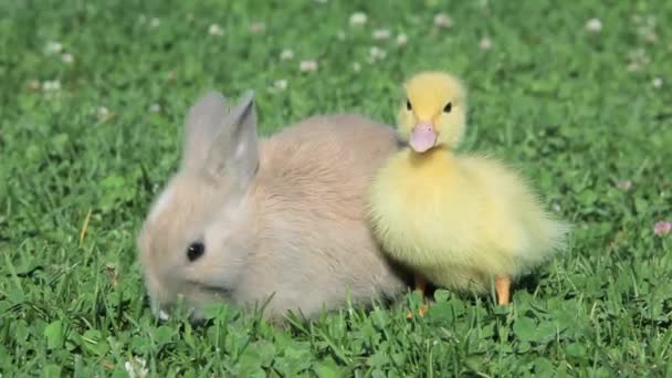 Conejo Patito Sentado Hierba Conejo Comiendo Hierba — Vídeos de Stock