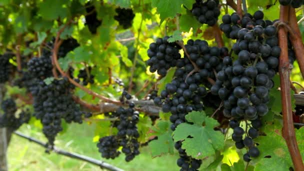 Schwarze Trauben Der Weinrebe Weinberg — Stockvideo