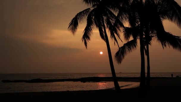 ヤシの木 カウアイ島 ハワイの夕日の美しい景色 — ストック動画