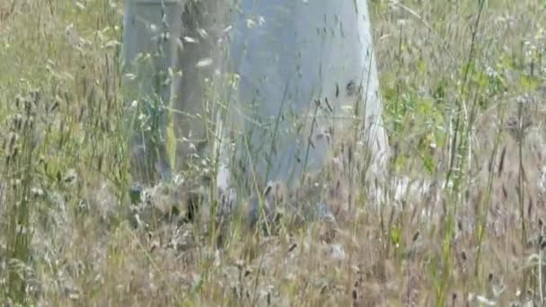 Casal Recém Casado Olhando Para Anel Casamento Campo — Vídeo de Stock