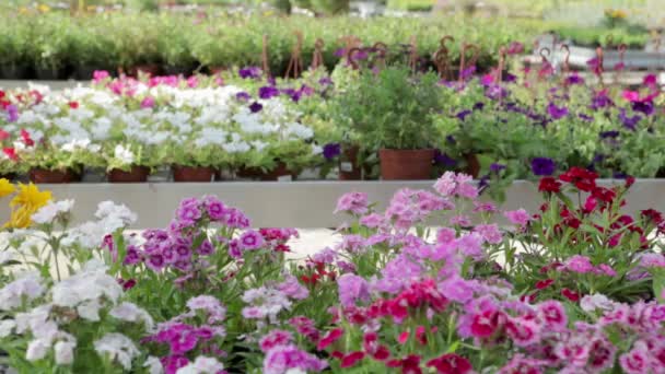 Mature Woman Garden Center Smelling Flowers — Stock Video