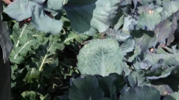 Agricultor Colhendo Repolho Fresco Campo — Vídeo de Stock