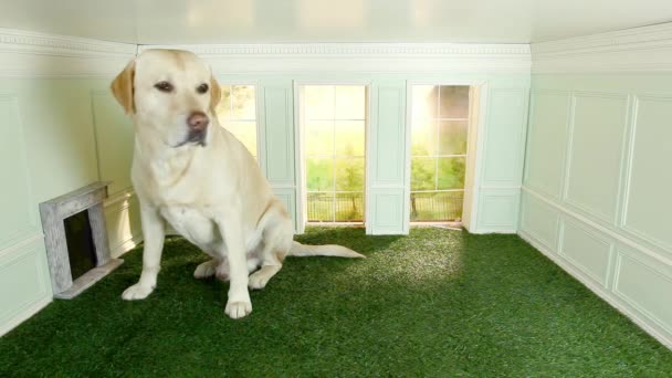 Grand Labrador Dans Une Petite Pièce — Video