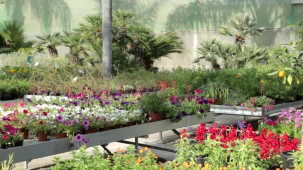 Ouder Paar Tuincentrum Houden Van Planten — Stockvideo