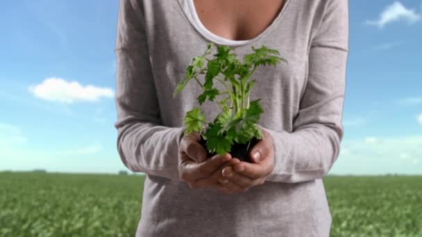 Mulher Campo Segurando Planta Com Terra — Vídeo de Stock