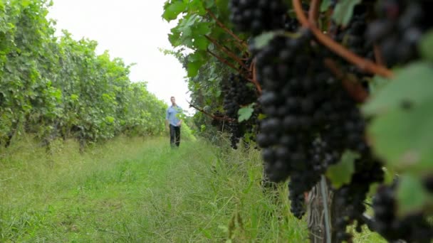 Joven Caminando Por Viñedo — Vídeos de Stock