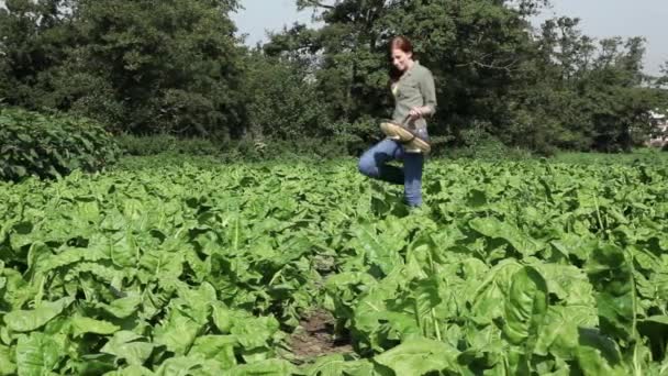 Jeune Femme Marchant Travers Champ Cueillant Des Plantes — Video