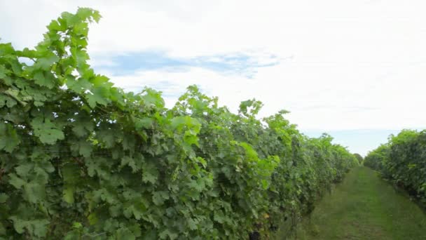 Blick Auf Wachsende Reben Grünen Weinbergen — Stockvideo