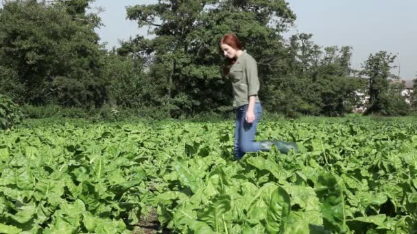 Genç Kadın Bitkileri Alanında Yürürken — Stok video