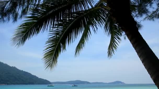 Ramos Palmeira Movendo Vento Perhentian Besar Ilhas Perhentian Malásia — Vídeo de Stock
