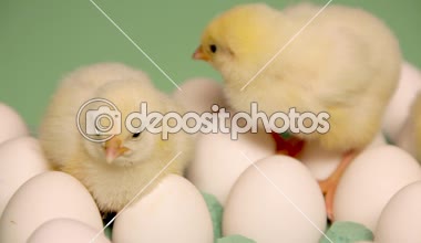 Karton yumurta bakarak civciv