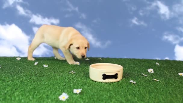 Labrador Hundvalp Och Hund Skål — Stockvideo
