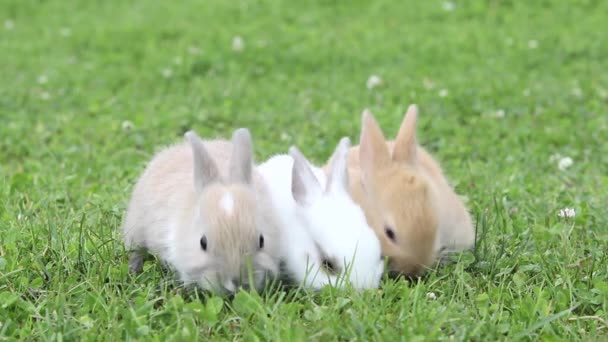 Close Three Rabbits Eating Grass — Stock Video