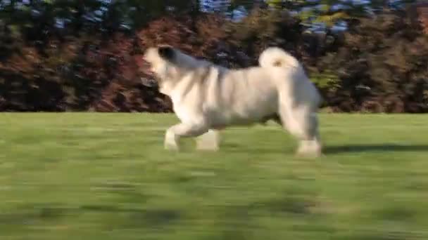 Pug Dog Running Grass — Stock Video