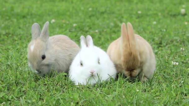 Close Three Rabbits Sitting Grass — Stock Video