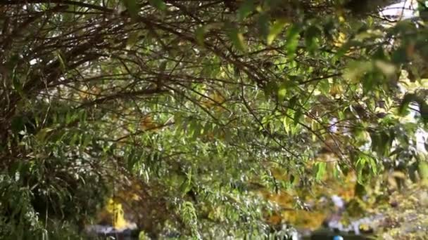 男孩滑板和从树上拉叶 — 图库视频影像