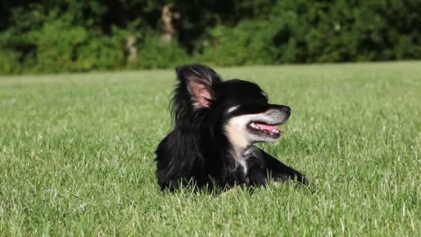 Blízko Chihuahua leží na trávě