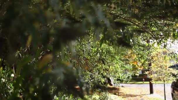 Dwóch Chłopców Skateboarding Ciągnięcie Liści Drzewa — Wideo stockowe