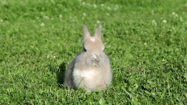 草を食べるに座って つのウサギ — ストック動画