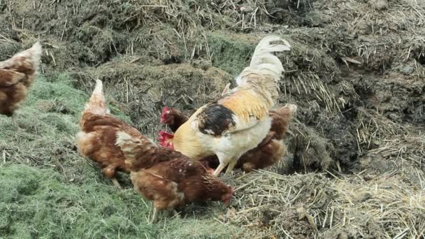 Poules Coqs Mangeant Foin — Video