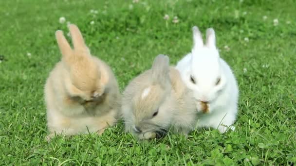Three Rabbits Sitting Grass Cleaning Themselves — Stock Video