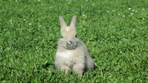 Rabbit Sitting Grass — Stock Video